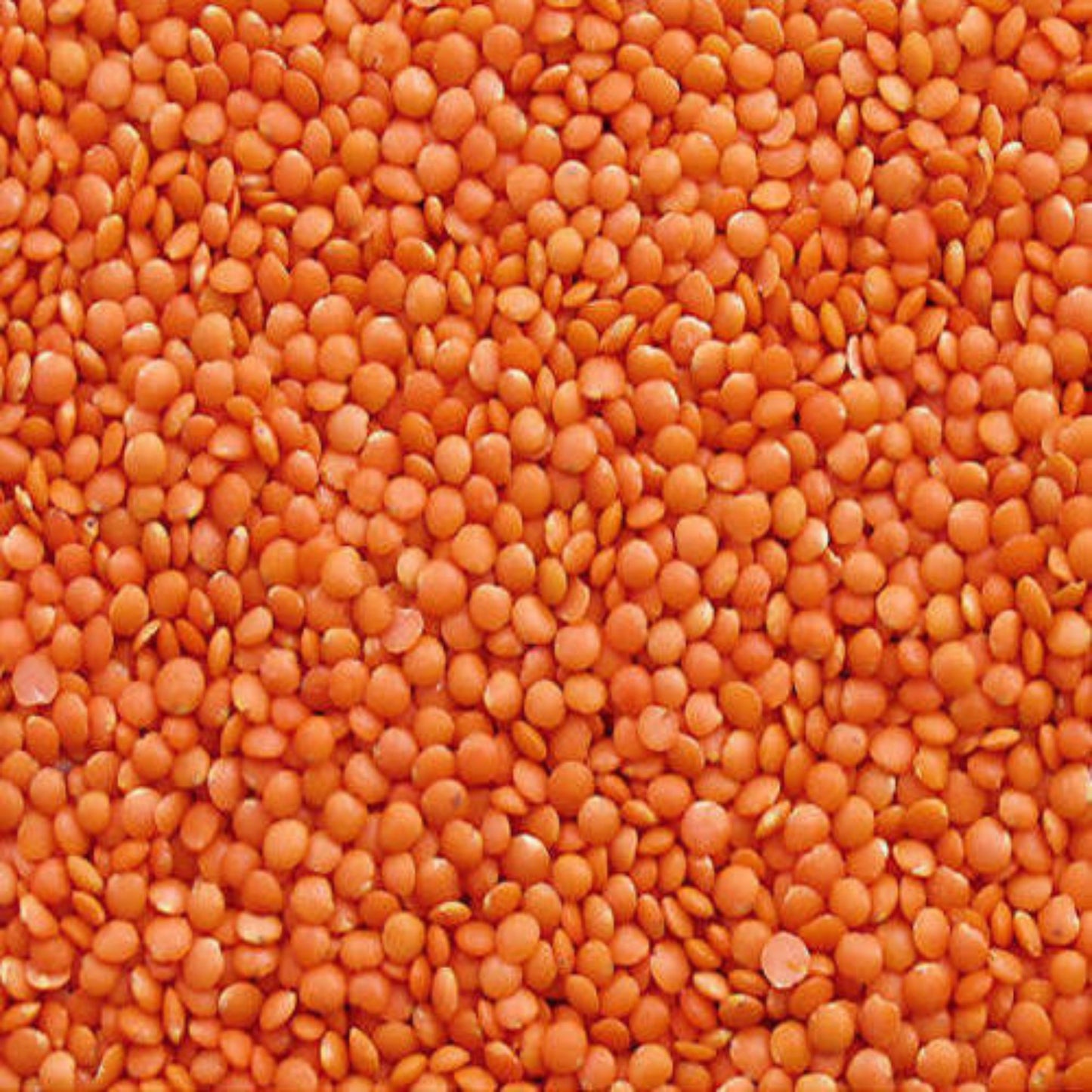 KCM Hyper, Masoor Dal ‚¬€œ whole red lentils cleaned and ready for cooking